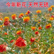 
Beijing Tongrentang Tibet Wild Saffron Flowers and Fruit Selected Chinese Herbal Medicine Saffron Fruit Whole Internet Celebrity Tea Saffron Head Tea Selected Saffron Head 250g