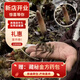 观采归西藏那曲野生冬虫夏草鲜虫草补品送长辈老年人营养礼盒礼品实用 体验装头茬鲜草约0.5g/根 10根
