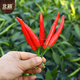Beishu Chaotian pepper seeds super spicy millet pepper four-season vegetable seeds Saranna Chaotian pepper seeds 100 capsules
