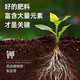 Jinyate plant nutrient solution universal hydroponic green plant flower potted money tree green radish succulent concentrated liquid fertilizer 2500ml