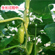 Mini fruit cucumber seeds, heat-resistant and high-yield, spring and summer small cucumber seeds, four-season balcony potted vegetable seeds, 18 large cucumber seedlings