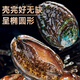 Linglue fresh frozen large abalone, net weight 800g, 16 pieces box, abalone hot pot barbecue, shellfish and seafood, fresh