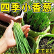 [Shouhe] semis d'oignon shouguang avec semis de racine semis de semis ciboulias shouguang graines d'oignon à la maison plantant balcon jardin shouguang graine d'oignon 1050 shouguang oignon graines graines