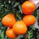 Authentic Sichuan Chunjian tangerine seeds, fruit tree dada tangerine, southern ugly tangerine seeds, planted in the north and south, tangerine seeds, two packs of about 20 pieces