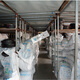 Dreiecksgürtel Z/A Typ B Typ C Typ 1422/1445/1448/1450/1473/1480/149 Dreiecksgürtel Z Typ 1422lijxc