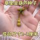 Caoli Golden Gourd Seeds Potted Wenwan Gourd Extra Small Mini Caoli Golden Gourd Ornamental Bracelet Gourd Seeds This year’s new variety Caoli Golden Gourd Seeds Grain Selection 1 pack of about 23 capsules ++ products