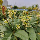 Las plántulas de Osmanthus, todas las estaciones, la fragancia de Osmanthus, las flores frescas se pueden comer, el período de floración es de aproximadamente 200 días, plantación fácil de interior y exterior, Sigui 854