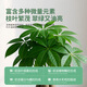 Shi Kefeng's Money Tree Nutrient Solution Special Fertilizer for Yellowing Leaves and Falling Leaves, Sterilization and Treatment for Yellow Leaf Spots and Roots, First Aid for Potted Plants