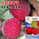 Red beetroot seeds, seaweed heads, beet seeds, original four-season vegetable seeds, fruit seeds, vegetable seeds, red beetroot seeds, original 1 pack, about 350 capsules