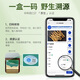 Guokuntang Fresh Cordyceps sinensis in Nagqu, Tibet, gerade Haare 0,4-0,6 g/Wurzel 50