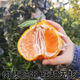Authentic Sichuan Chunjian tangerine seeds, fruit tree dada tangerine, southern ugly tangerine seeds, planted in the north and south, tangerine seeds, two packs of about 20 pieces