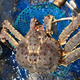 
Russian king crab imported fresh and quick-frozen whole crab legs, seafood and aquatic products gift box festival 4.5-5 Jin [Jin equals 0.5 kg]/one (1 Jin [Jin equals 0.5 kg] shrimp)