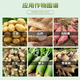 60% Choline Chloride Garlic Ginger Onion Sweet Potato Peanut Potato Ginseng Medicinal Ginger Underground Rhizome Enlarger 10g*1 Bag