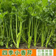 Four Seasons Small Parsley Large Leaf Vegetable Seed Seedlings for Balcony Indoor Potted Vegetable Seedling Planting Tender and Crispy Small Parsley Approximately 1000 pieces Brand Original Color Pack