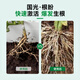 Guoguang Root Promoting Rapid Rooting Liquid Powder Seedlings Flower Cuttings Transplanting Indocynaphthyl Acetic Acid Guoguang Genpan 200ml*1 Bottle