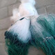 Weiße Seide Dreischicht sinkende Netzfischnetz Sticking Net Green Wire Mesh 100 Meter Fischerei Netto Crucian Karpfenfischerhänge Hanges Netto-Reservoir Netto Silber Net 1,5 Meter hoch 2 Finger weiße Seide Dreischicht sinkend 20 Meter lang
