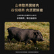 
Fengweipai original black pork sausage 2 boxes + fried shrimp sausage 1 box sausage ham sausage barbecue ingredients 1050g