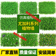Wall simulation plant lawn wall decoration balcony indoor background wall plastic artificial artificial turf