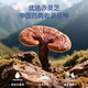 雷允上破壁灵芝孢子粉赤灵芝灵芝三萜增强免疫力术后恢复营养品滋补品 【买2送1】1g*100袋*2盒（送同款1盒）
