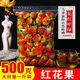 聚临堂红花 西藏藏红花红花果西藏红花果泡茶精选实用整朵批发藏红花 红花头1000g[二斤装]/净重