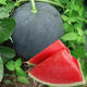 True seedless black crown seeds, black skin and red flesh, seedless watermelon seeds, extra large, super sweet, giant seedless watermelon seeds, seedless black crown watermelon seeds, selected fine varieties, 1 pack, about 50 seeds