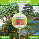 Happy Forest tree trunk whitening agent, garden greening seedlings, insect-proof, anti-freeze, cold-resistant, sunburn-resistant, sterilization-free, water-free ancient tree whitening agent