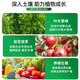 凯莲蔬菜专用肥有机肥可水溶瓜果绿植通用氮磷钾复合肥蔬菜农用种 蔬菜瓜果专用肥2桶到手5000g