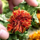 
Beijing Tongrentang Tibet Wild Saffron Flowers and Fruit Selected Chinese Herbal Medicine Saffron Fruit Whole Internet Celebrity Tea Saffron Head Tea Selected Saffron Head 250g