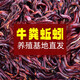 Live earthworm bait, fresh red worm fishing bait, crucian carp, wild fishing black pit fish material, nesting material, fish food, kill live earthworms, half Jin Jin equal to 0.5 kg (medium size), free nutritious soil
