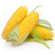 High-quality sweet corn, fresh fruit corn, freshly picked tender corn, sweet fruit corn, nutritious breakfast juice, 1.8-2Jin Jin equal to 0.5kg, with box, 2-3 pieces, starting from 300g/root
