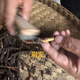 Naqu Zhifa 2025 Tibet Naqu High Altitude Authentic Wild First Fresh Cordyceps sinensis One-for-10 compensation for Naqu Wild Grass 1.5g/root-50 root