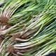 [Shouhe] semis d'oignon shouguang avec semis de racine semis de semis ciboulias shouguang graines d'oignon à la maison plantant balcon jardin shouguang graine d'oignon 1050 shouguang oignon graines graines