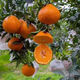 Authentic Sichuan Chunjian tangerine seeds, fruit tree dada tangerine, southern ugly tangerine seeds, planted in the north and south, tangerine seeds, two packs of about 20 pieces