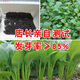 
Green stems and small vegetable seeds in spring and summer, small cabbage, rapeseed, vegetable seeds, green vegetable seeds, all seasons of balcony pot plant #G4B[Xiaoseng seeds] 15931 capsules
