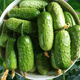 Mini fruit cucumber seeds, heat-resistant and high-yield, spring and summer small cucumber seeds, four-season balcony potted vegetable seeds, 18 large cucumber seedlings