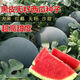 True seedless black crown seeds, black skin and red flesh, seedless watermelon seeds, extra large, super sweet, giant seedless watermelon seeds, seedless black crown watermelon seeds, selected fine varieties, 1 pack, about 50 seeds