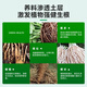 Guoguang Root Promoting Rapid Rooting Liquid Powder Seedlings Flower Cuttings Transplanting Indocynaphthyl Acetic Acid Guoguang Genpan 200ml*1 Bottle