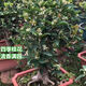 Las plántulas de Osmanthus, todas las estaciones, la fragancia de Osmanthus, las flores frescas se pueden comer, el período de floración es de aproximadamente 200 días, plantación fácil de interior y exterior, Sigui 854