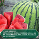 Dayu Lazy Man Watermelon Seed Seedlings Extra Large Suitable for Early Maturing Lazy People in the South 8424 Kirin Melon Meidu Seedless Fruits and Vegetables Rock Sugar Kirin Watermelon Seeds 20g Pack Crisp and Sweet