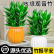 Qiayi Hydroponic Guanyin Bamboo Rich Bamboo Potted Plants Purify the Air in the Office and Living Room to Feed Desktop Green Plants. Send 2 bottles of Guanyin Bamboo 6 pieces + light luxury resin bottle + sticker + nutrient solution