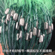 Fishing source green silk fishing net hanging net sticky mesh wire net fishing net single layer floating net fish net three layer sinking net 100 meters net fishing gear green silk three layer sinking 3 meters 3 fingers 100 meters