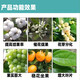 Jinbaikang Shanghai Shibachang Tongrui Sanliu 920 Gibberellin Gibberellic acid protects against fruit drop 920 plant growth regulator 100ml