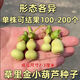 Caoli Golden Gourd Seeds Potted Wenwan Gourd Extra Small Mini Caoli Golden Gourd Ornamental Bracelet Gourd Seeds This year’s new variety Caoli Golden Gourd Seeds Grain Selection 1 pack of about 23 capsules ++ products