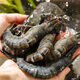 Wanjing Domestic Live Frozen Black Tiger Shrimp Single Frozen Ice-Free Net Weight 2Jin Jin is equal to 0.5kg/box 31-40 pieces Hot pot seafood New Year's goods