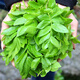Pékin Tongrentang Qingqianliu Tendre Thé Thé Zhangjiajie Spécialité Grade Sélectionnée Feuilles Qingjin Qingqianliu Thé 250g Health Thé Qingqianliu 500g