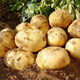 Shandong fresh yellow heart potatoes, farm-grown yellow potatoes, yellow heart potatoes, fresh vegetables, Shandong yellow heart soybeans, large fruits 4 Jin Jin equal to 0.5 kg, including box