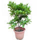 Mysterious fruit seedlings bloom in all seasons and bear fruit in the same year. The fruit seedlings turn into sweet potted plantings in Dongguan for 13 years. 6 and a half years. 5012. Under 15cm.