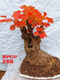 Huangzhu Bonsai natürlicher alter Haufen seltsamer Haufen reife Haufen Peking Xiangshan Rotblatt Stumpf Winter Winter kalt-resistent real huangzhu 3887 Nr. 3887 Kein Topf ohne Topf