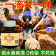 Chicken medicine poultry one drop chicken duck goose cold and diarrhea medicine poultry first aid tablets chicken medicine special effect anti-inflammatory asthma special 8 bottles to eliminate all poultry diseases