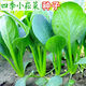 
Green stems and small vegetable seeds in spring and summer, small cabbage, rapeseed, vegetable seeds, green vegetable seeds, all seasons of balcony pot plant #G4B[Xiaoseng seeds] 15931 capsules